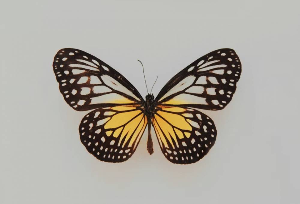 В курганском музее отметят Международный день бабочек - свежие новости на Toplenta по теме город екатеринбург