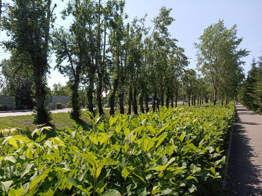 Тополиный пух, жара, июнь.. - свежие новости на Toplenta по теме ири