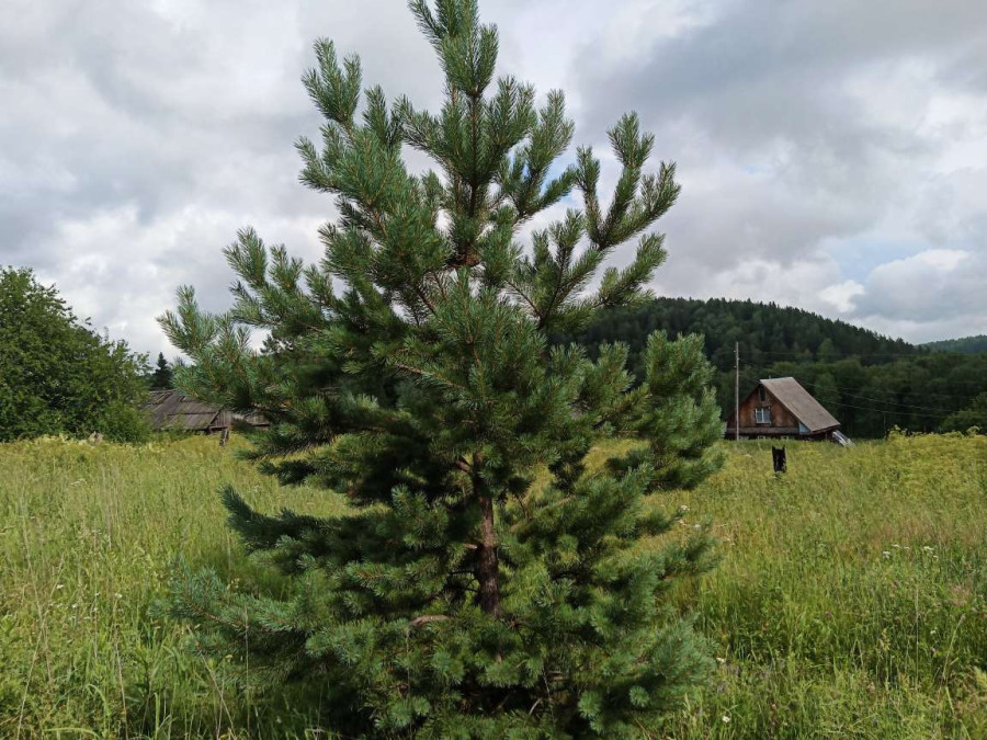 Хорошо в деревне летом.. - свежие новости на Toplenta по теме си