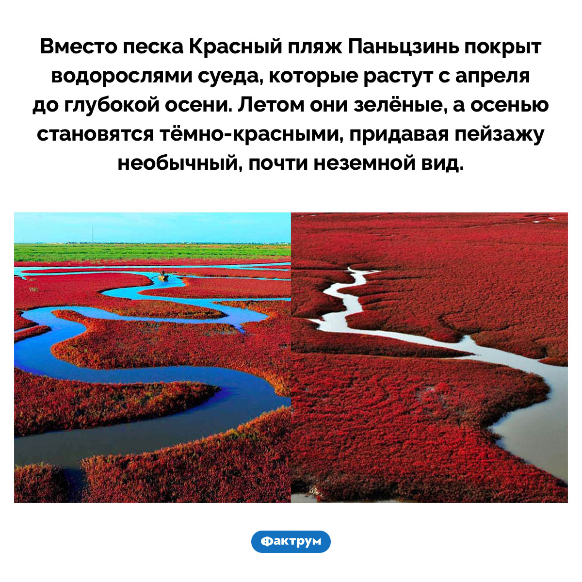 Красный пляж - свежие новости на Toplenta по теме Факт