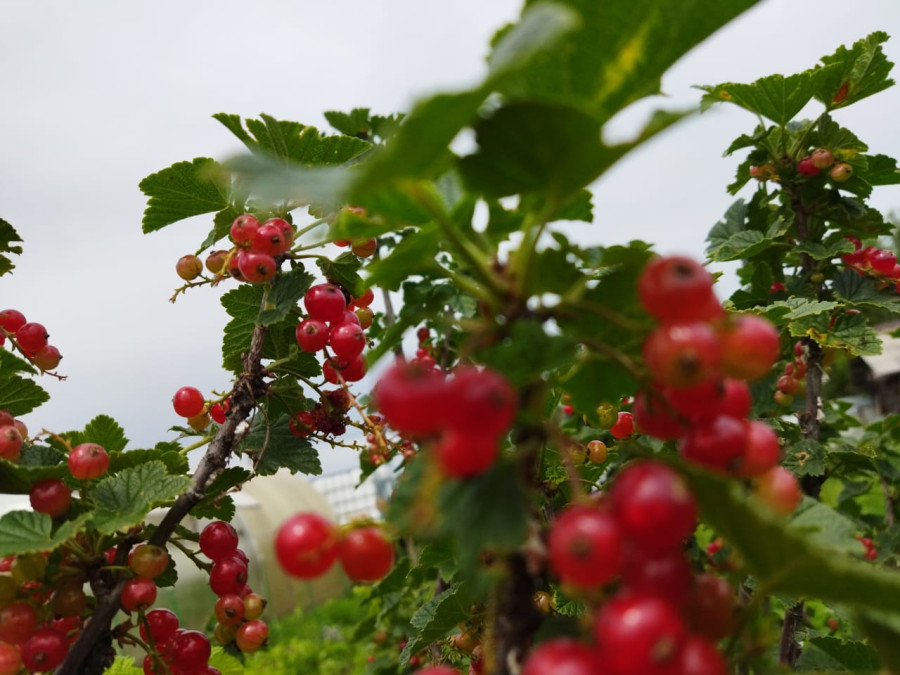 Тёма и ягодки на сибирской даче - свежие новости на Toplenta по теме r