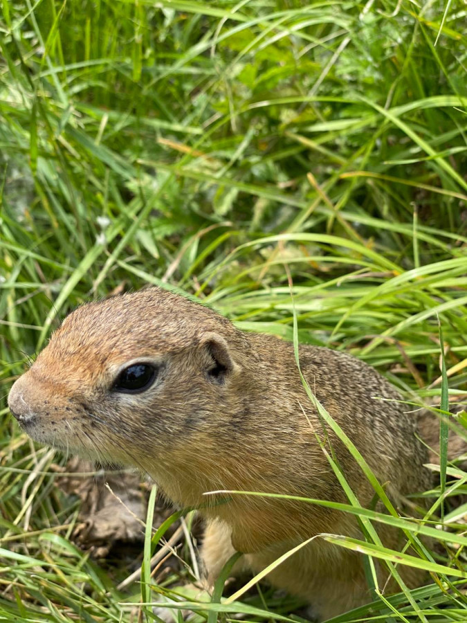 Позитивные суслики с острова Татышев на Енисее - свежие новости на Toplenta по теме Среда