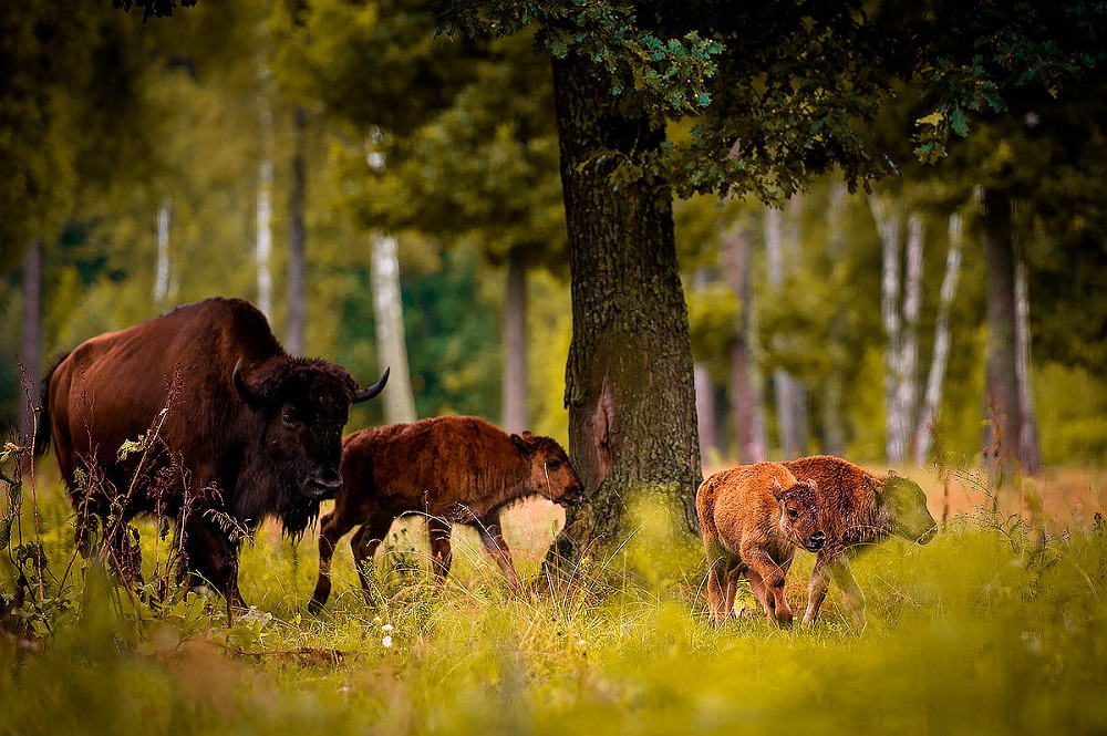Фоторепортаж: Республика Беларусь - прекрасная страна с небольшими экономическими трудностями - свежие новости на Toplenta по теме r