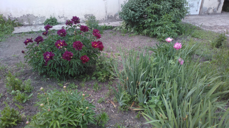 Цветочки дворовые провинциальные сибирские - свежие новости на Toplenta по теме си