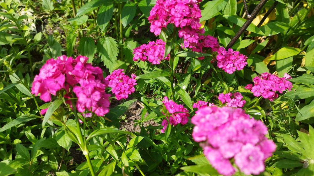 Сибирские дачные цветочки в начале июля - свежие новости на Toplenta по теме ии