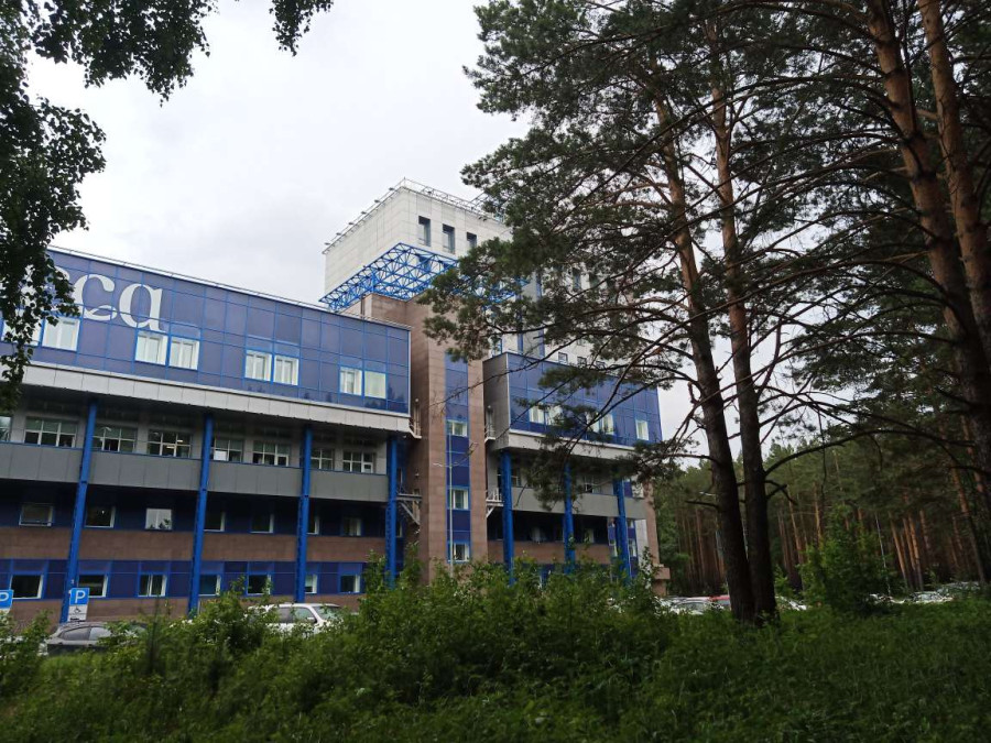 Прогулка по сосновому бору возле СФУ в Красноярске тёплым июльским утром - свежие новости на Toplenta по теме ии