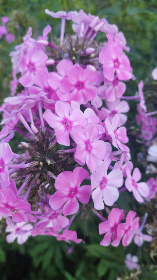 Августовские дачные цветочки в Сибири - свежие новости на Toplenta по теме Среда