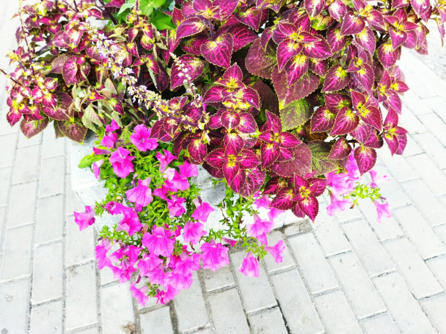 Цветочки и ягодки на улицах города Красноярска - похожая новость на Toplenta