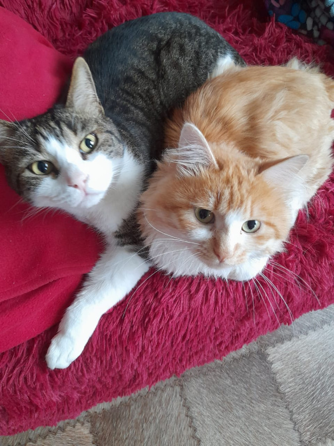 Из жизни котов в России - свежие новости на Toplenta по теме Среда