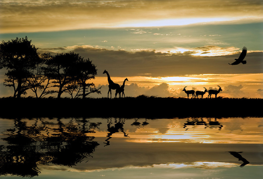 Фоторепортаж: Гамбия - жизнерадостный и гостеприимный "улыбающийся берег Африки" - свежие новости на Toplenta по теме Обит