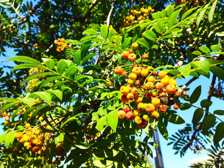 Плоды сибирских деревьев на Красноярских улицах - свежие новости на Toplenta по теме Среда