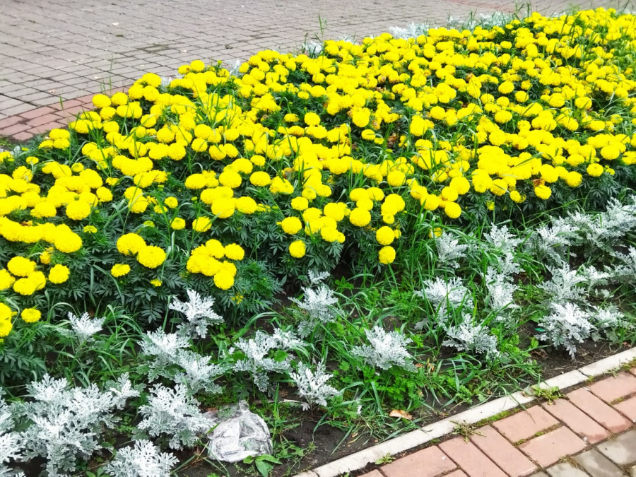 Цветочки на улицах Красноярска в конце лета - свежие новости на Toplenta по теме Среда