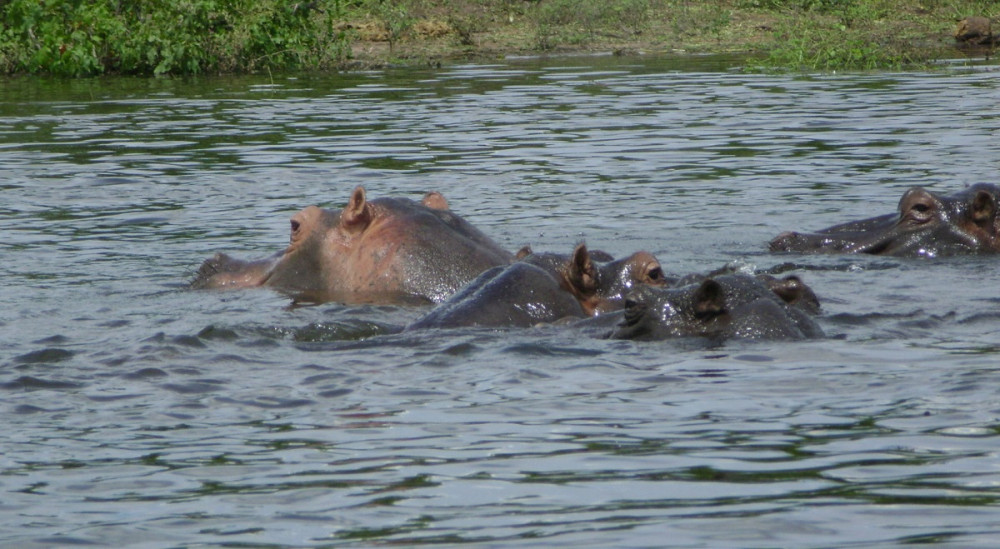 Фоторепортаж: Ботсвана - африканская страна, где животные и растения свободны от клеток и оград - свежие новости на Toplenta по теме Ботсвана