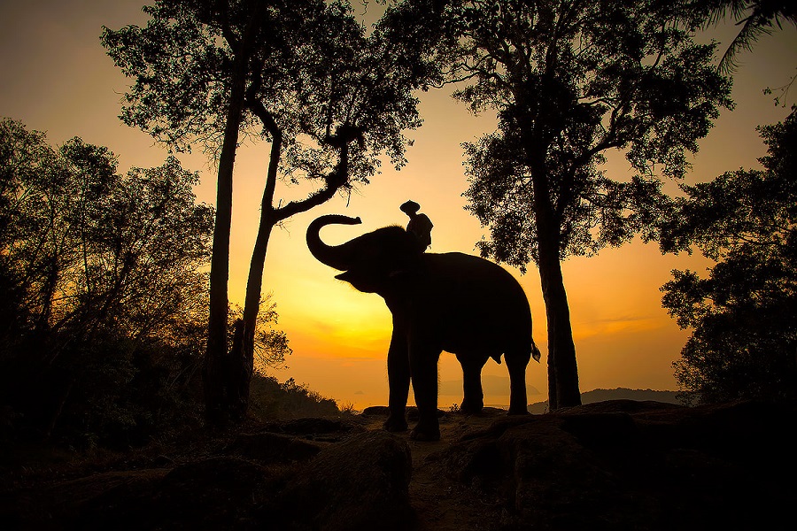 Фоторепортаж: Лаос - страна древних городов, тропических лесов и цветущих лотосов - свежие новости на Toplenta по теме Обит