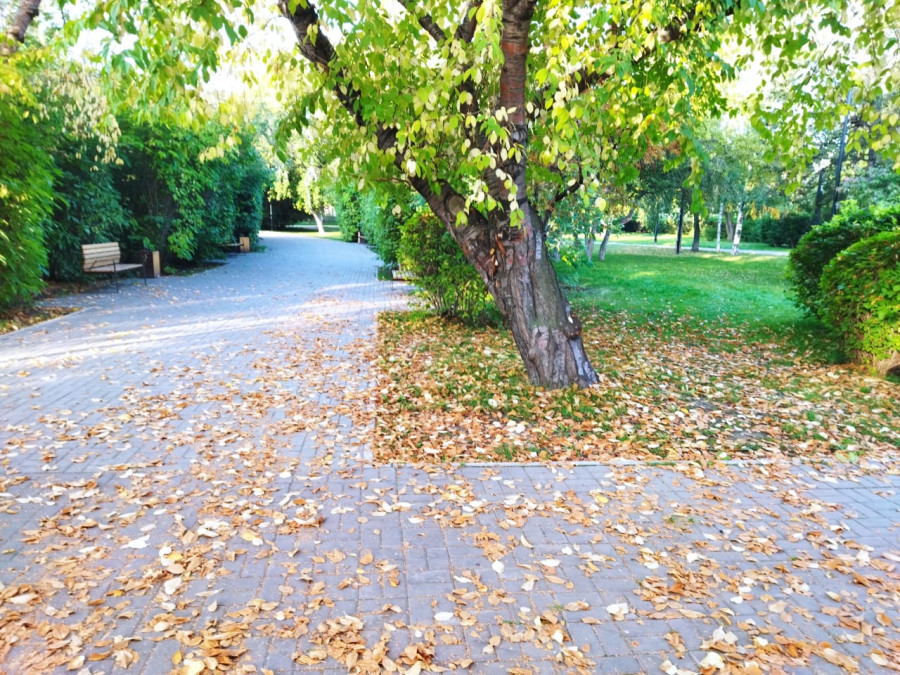 Осень — она не спросит, Осень — она придет.. - свежие новости на Toplenta