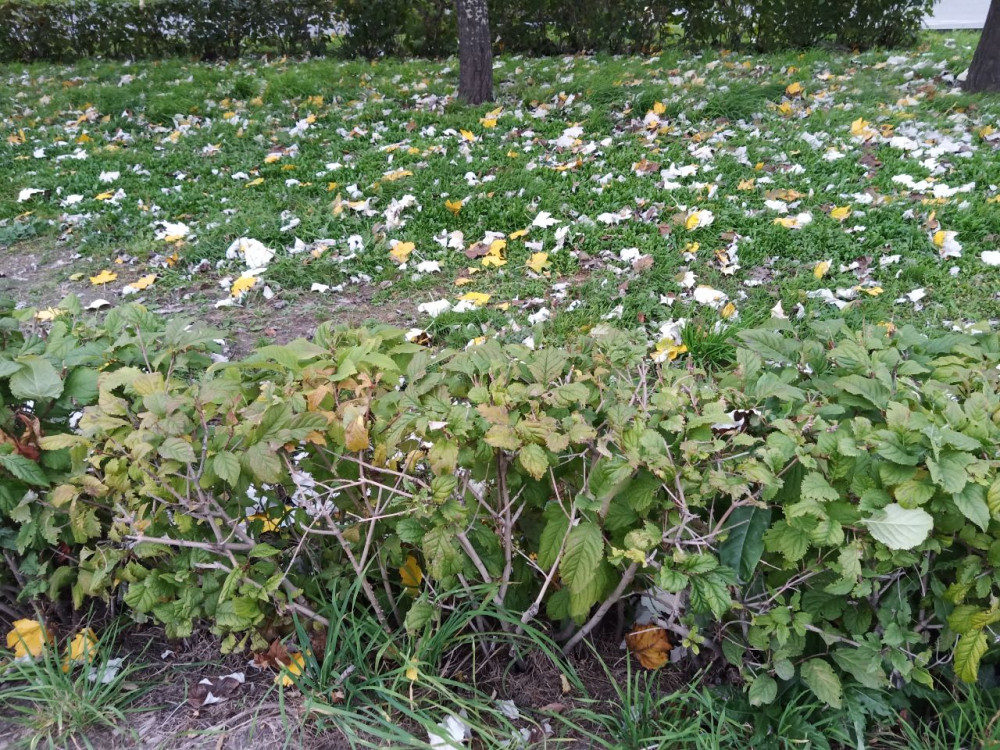 Осень на улицах Красноярска - свежие новости на Toplenta по теме #осень