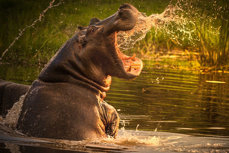 Фоторепортаж: Кот-д’Ивуар - африканская страна контрастов - свежие новости на Toplenta