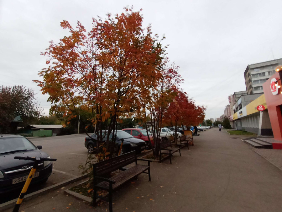 Гроздья рябины на деревьях близ станции Енисей ждут птичек на обед - свежие новости на Toplenta