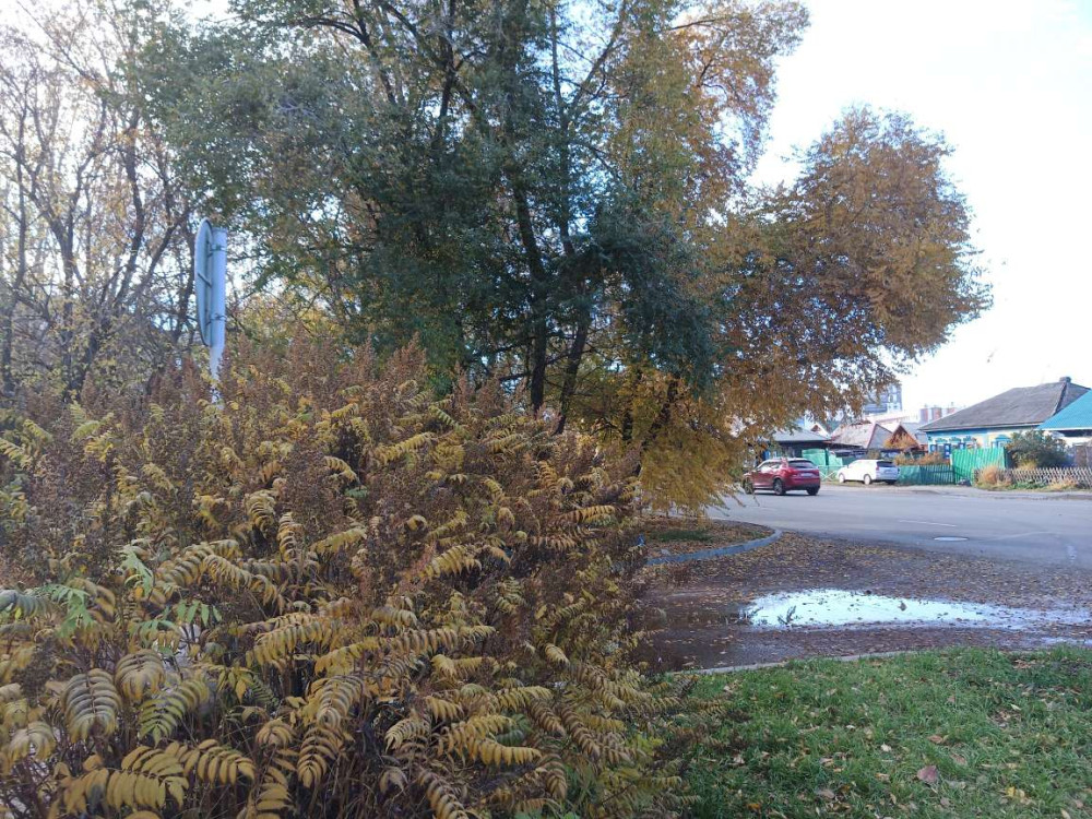 Листопад в Красноярске продолжается - свежие новости на Toplenta