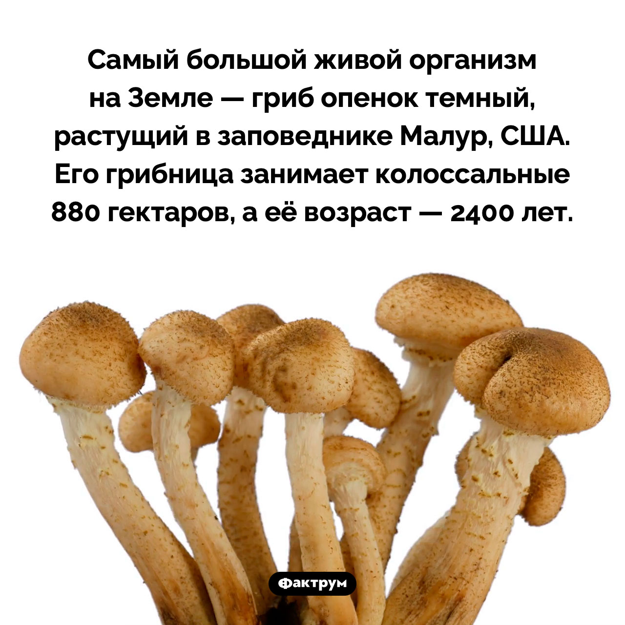 Самый большой живой организм - свежие новости на Toplenta по теме Факт