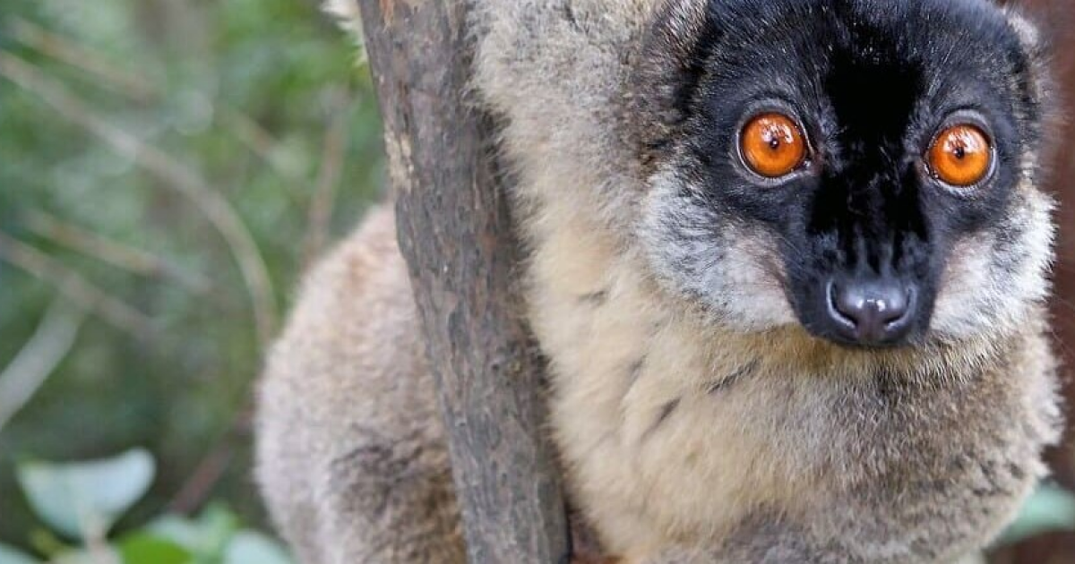 На Мадагаскаре ежегодно истребляют около 13 тысяч лемуров ради употребления в пищу - похожая новость на Toplenta