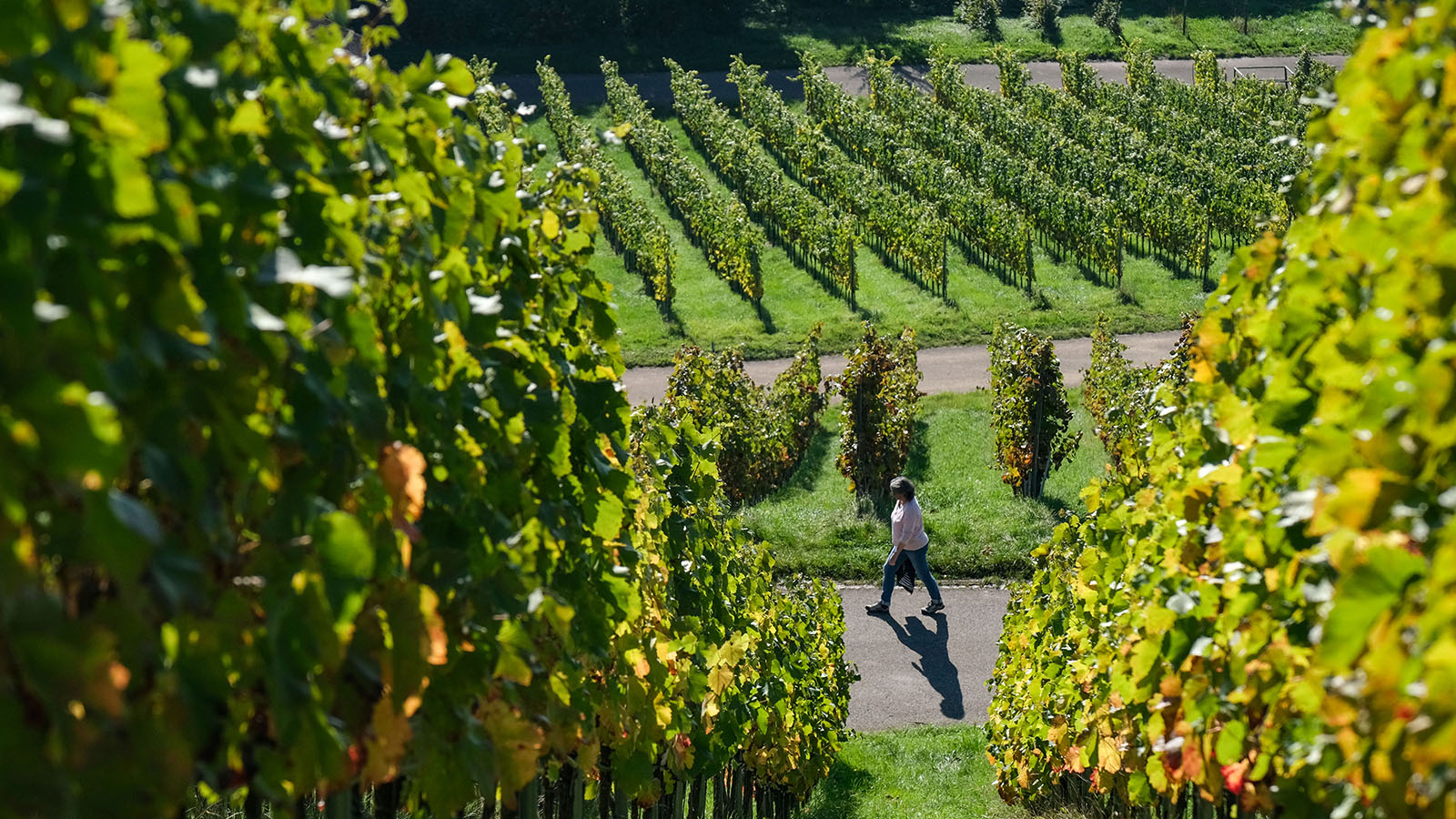 Европарламент усилит поддержку продвижения европейских вин на экспортных рынках - свежие новости на Toplenta