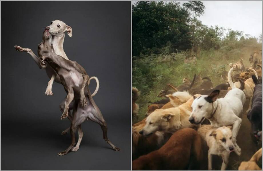 12 фото с конкурса Dog Photography Awards, от которых невозможно оторваться - свежие новости на Toplenta по теме rg