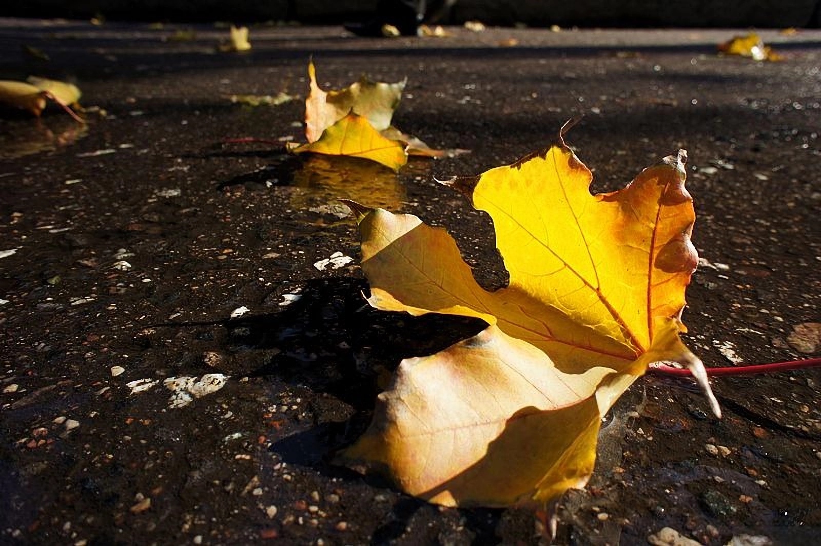 10-е годы XXI века на снимках Игоря Стомахина. 2011. «Осенние зарисовки» - свежие новости на Toplenta по теме город москва