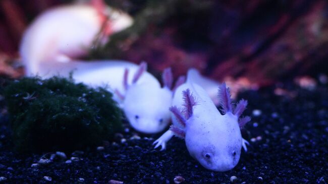 В "Москвариуме" поселился аксолотль черно-золотого окраса - свежие новости на Toplenta