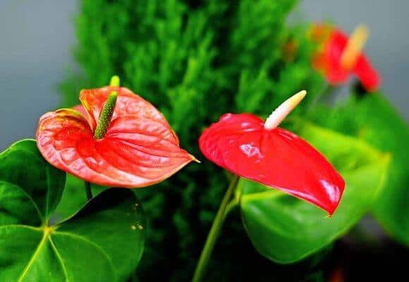 Полив антуриума в домашних условиях: как избежать ошибок - свежие новости на Toplenta