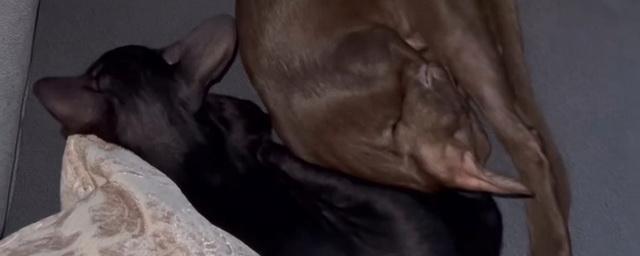 Заядлая собачница Юлия Ковальчук подарила 5-летней дочке двух ориентальных кошек - свежие новости на Toplenta