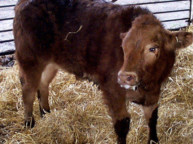 Повышенная температура тела у коров – о чем она говорит - свежие новости на Toplenta