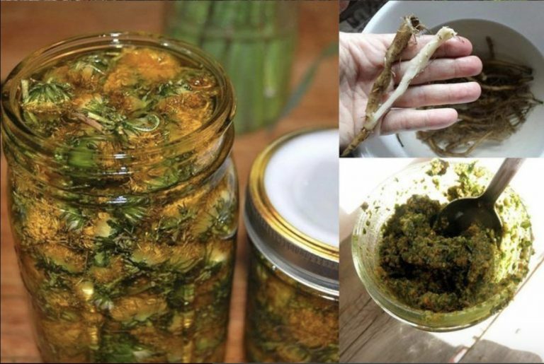 Одуванчик – натуральная аптека у нас под ногами - свежие новости на Toplenta по теме лайфхаки саморазвития