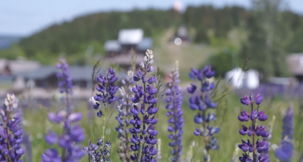 Новая инфраструктура появится в музее под открытым небом «Хохловка» в 2025 году - свежие новости на Toplenta по теме новости дизайна