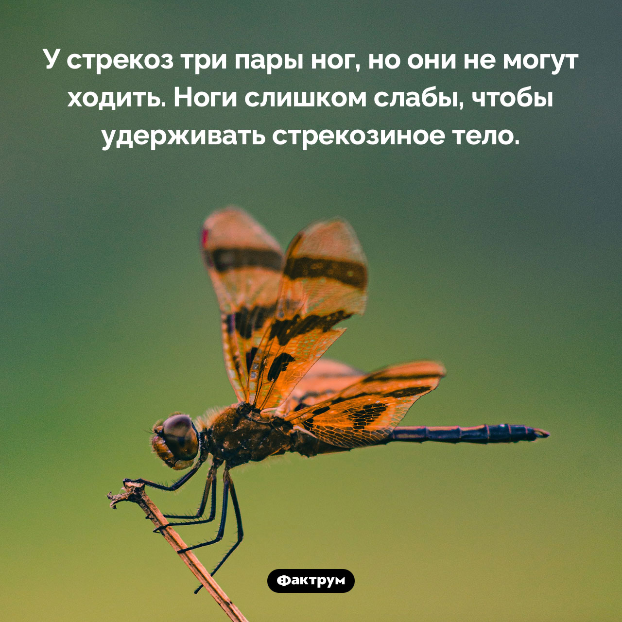 Стрекозы не могут ходить - свежие новости на Toplenta по теме 18.01.2023
