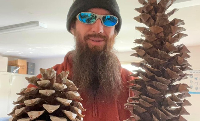 Турист нашел в лесу шишки размером с арбуз: одна может весить до 10 килограммов - свежие новости на Toplenta по теме общество