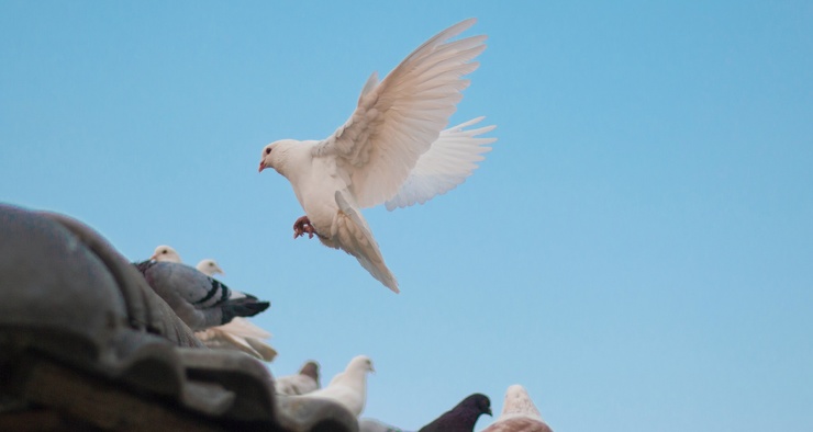 Почему в городах так много голубей - свежие новости на Toplenta