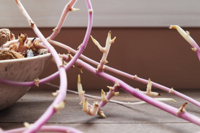 Картошка сохнет в квартире – что делать - свежие новости на Toplenta