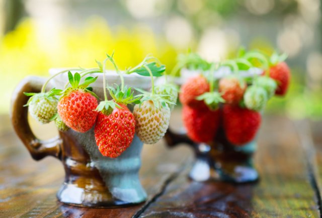 Вечные вопросы: можно ли сажать рядом разные сорта клубники - свежие новости на Toplenta