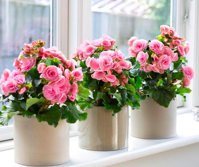 Бегония Элатиор - свежие новости на Toplenta