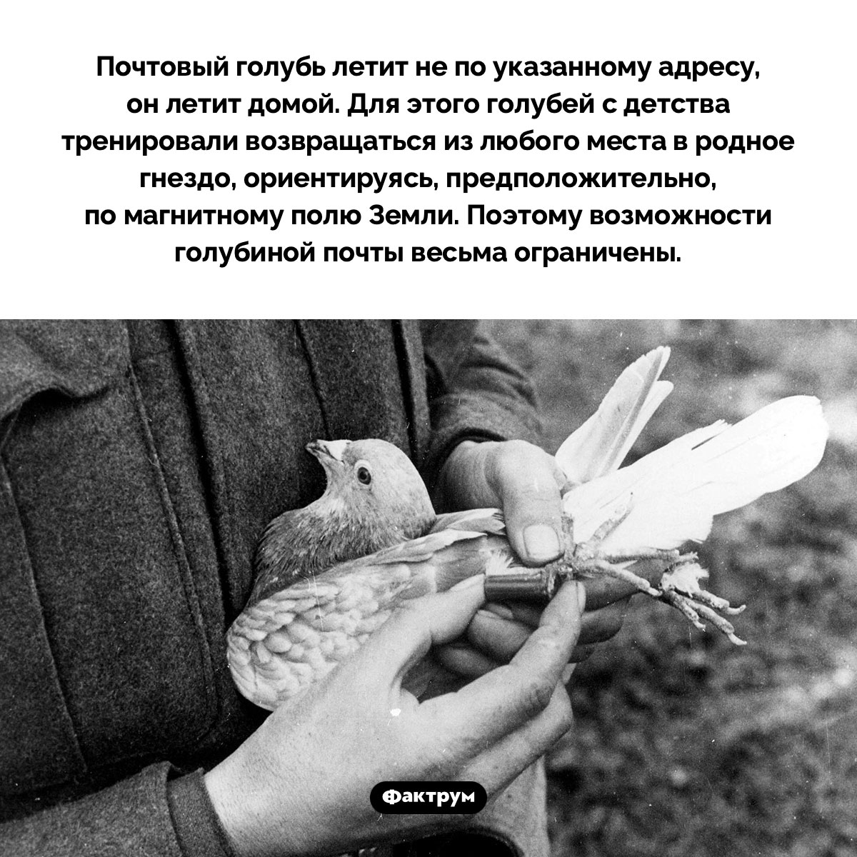 Как работает голубиная почта - свежие новости на Toplenta по теме Факт