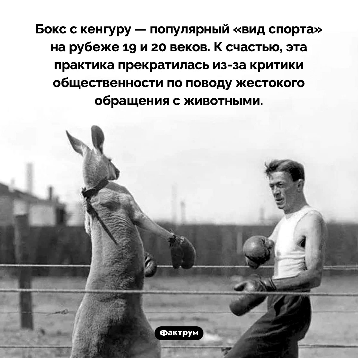 Бокс с кенгуру - свежие новости на Toplenta по теме 19 век