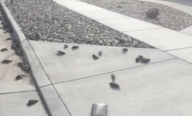 Тысячи птиц упали с неба США и религиозные фанатики заговорили об апокалипсисе - свежие новости на Toplenta по теме Стран