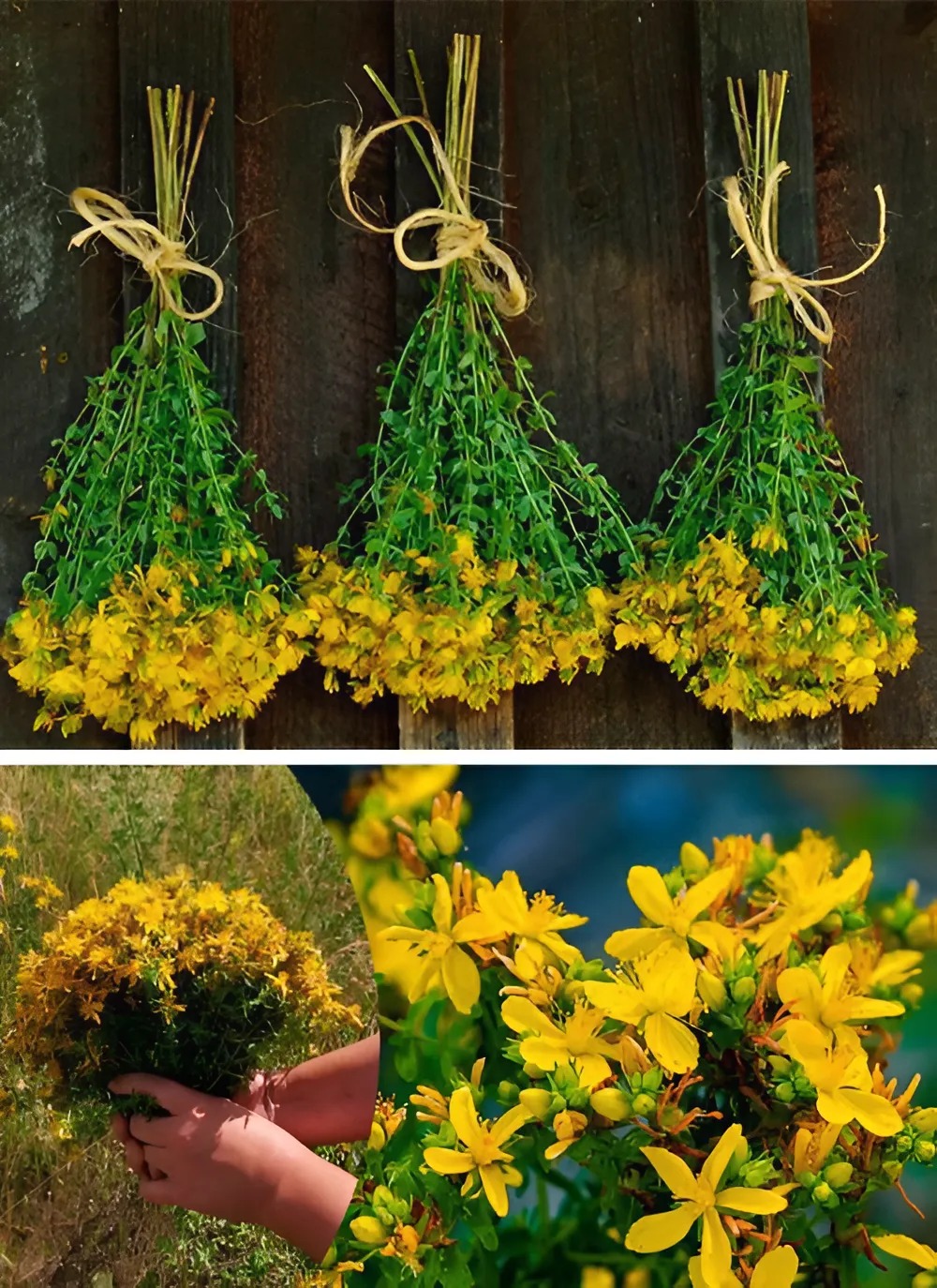 Зверобой: свойства, формы использования и естественная сила - свежие новости на Toplenta по теме лайфхаки саморазвития