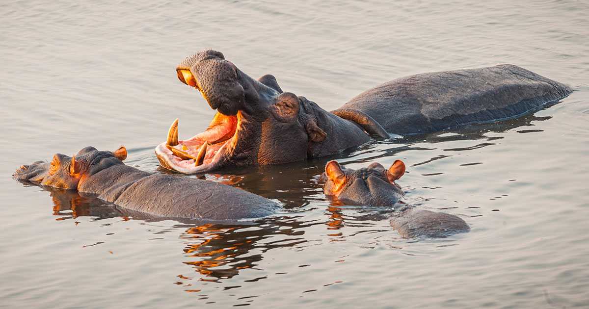 Бегемоты живут в воде, но не умеют плавать - свежие новости на Toplenta по теме Все факты
