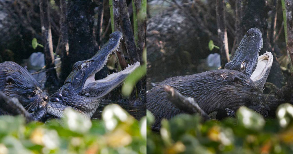 Выдра способна убить аллигатора - похожая новость на Toplenta