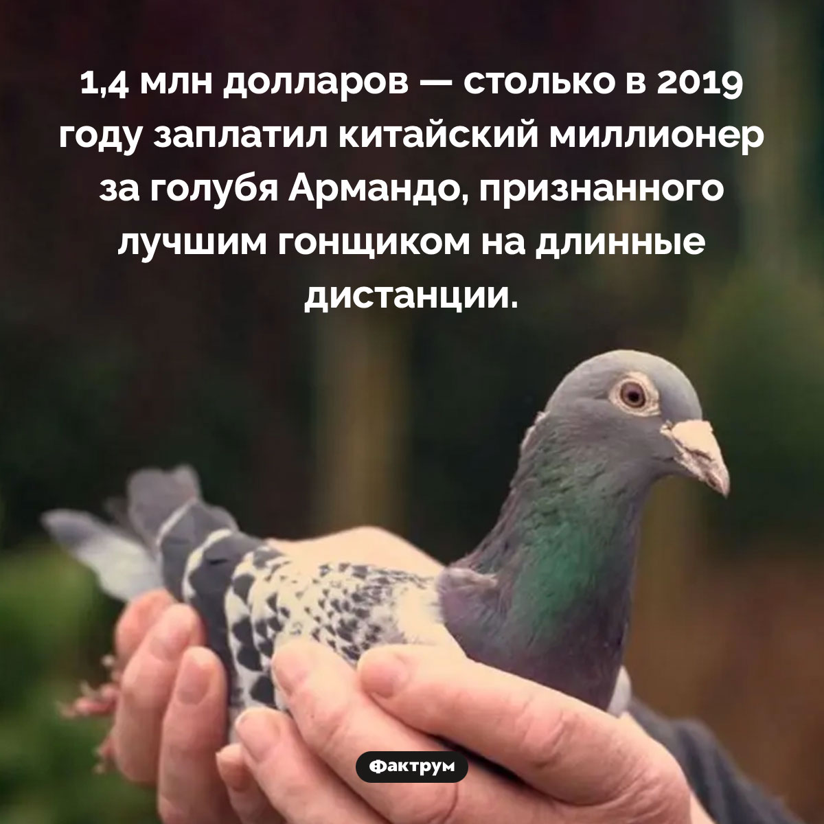 Самый дорогой голубь в мире - похожая новость на Toplenta