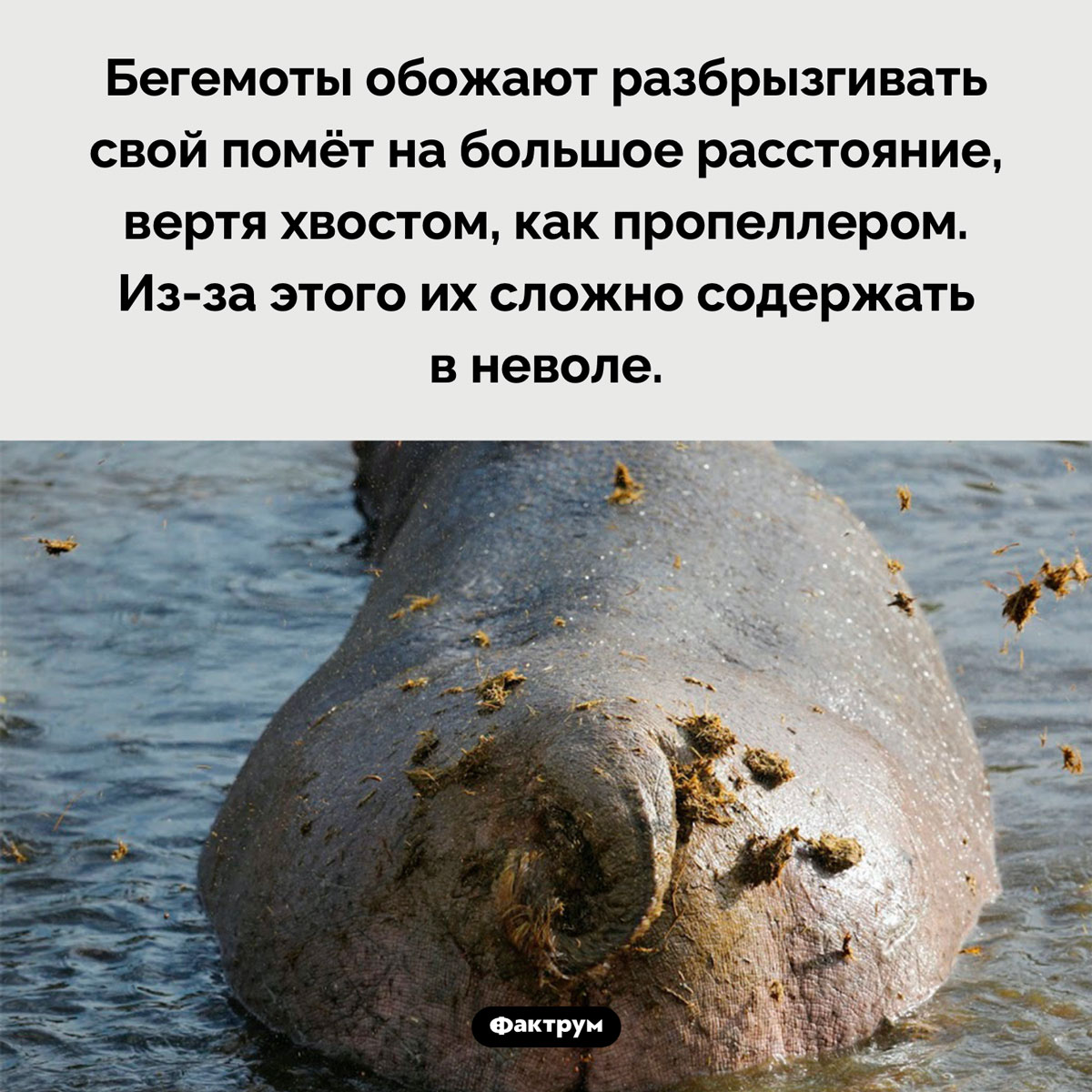Особенности содержания бегемота в неволе - свежие новости на Toplenta по теме Факты в картинках
