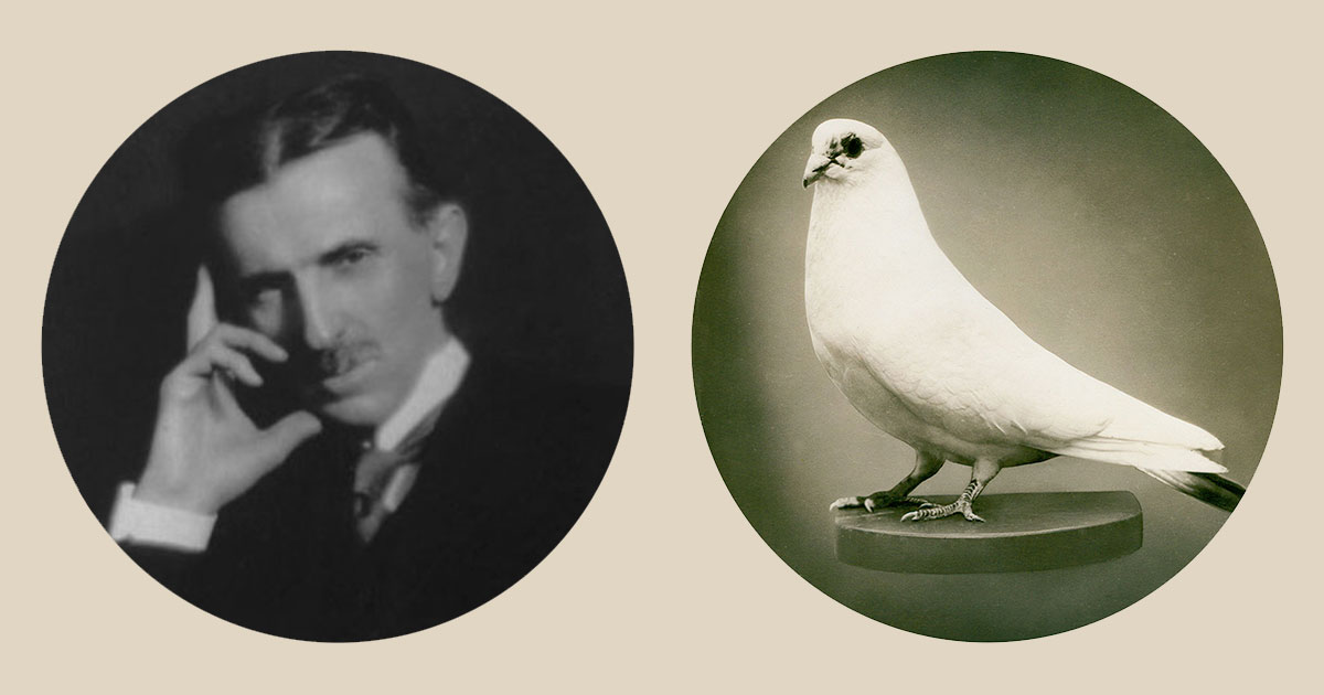 Никола Тесла, любовь и голуби - похожая новость на Toplenta