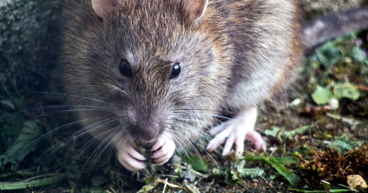 Крыса кусает как аллигатор - свежие новости на Toplenta